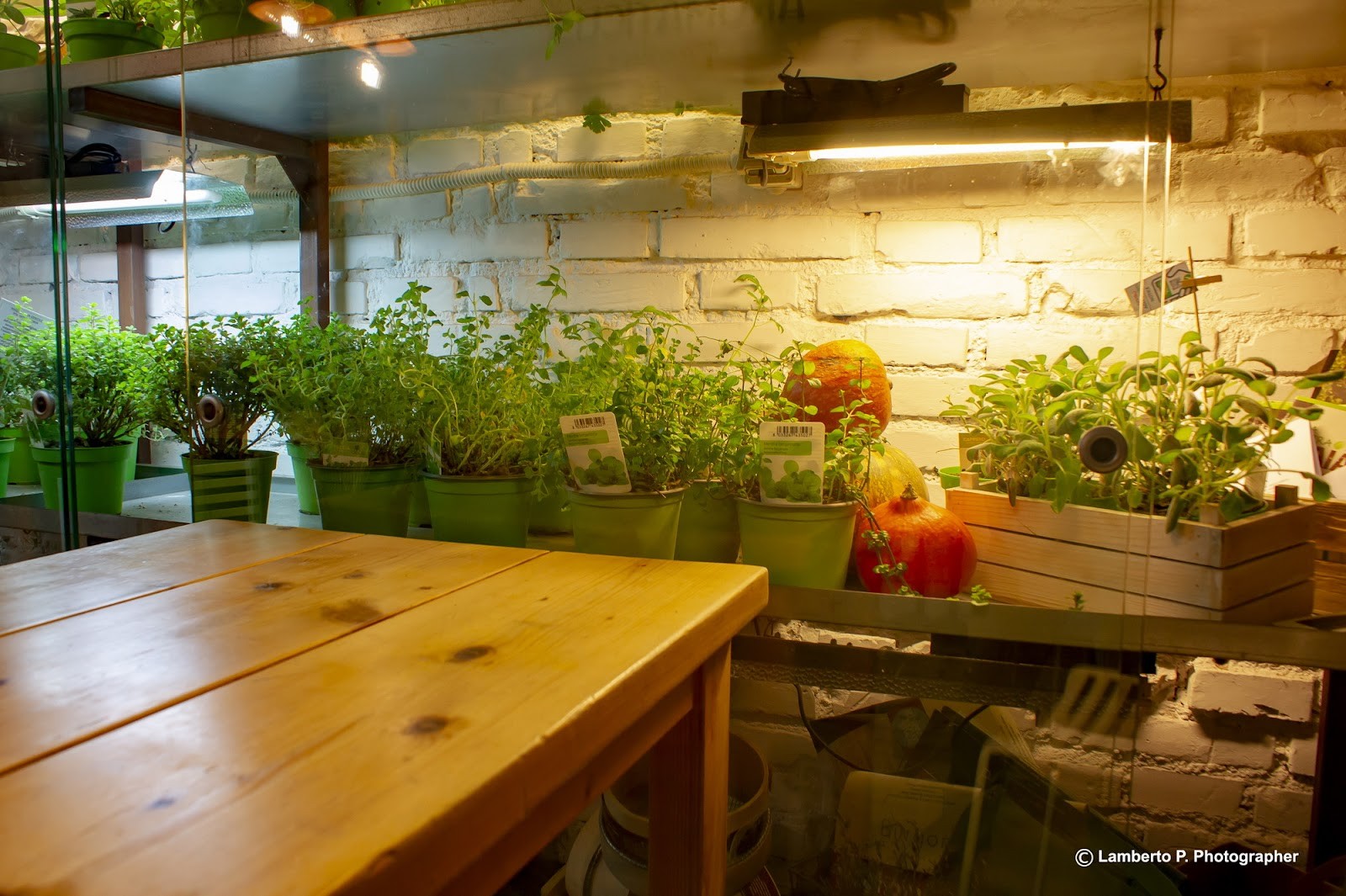 Aromaticus Monti: the place