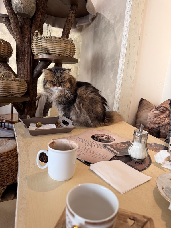 Cat Café: photo 4