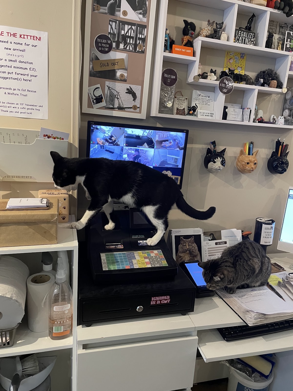 The Cat's Whiskers: the place