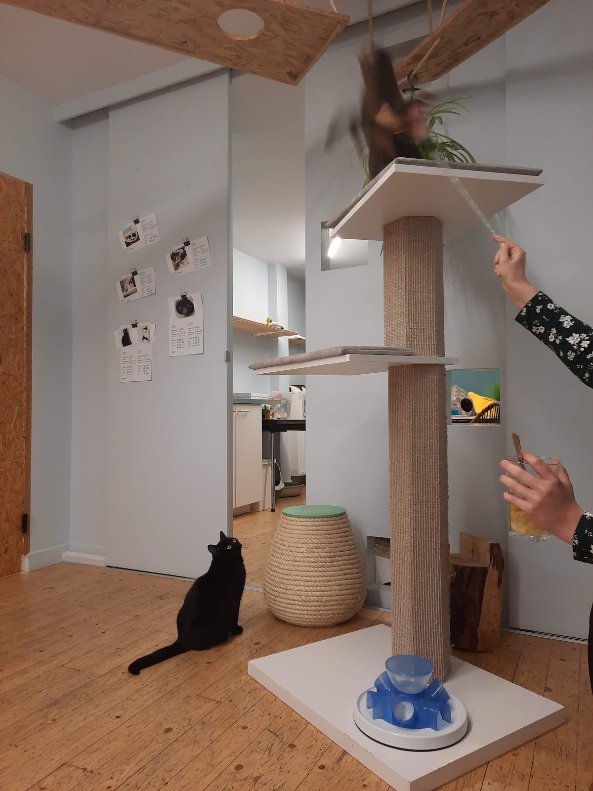 DreamCATchers - Cat adoption and information point: the place