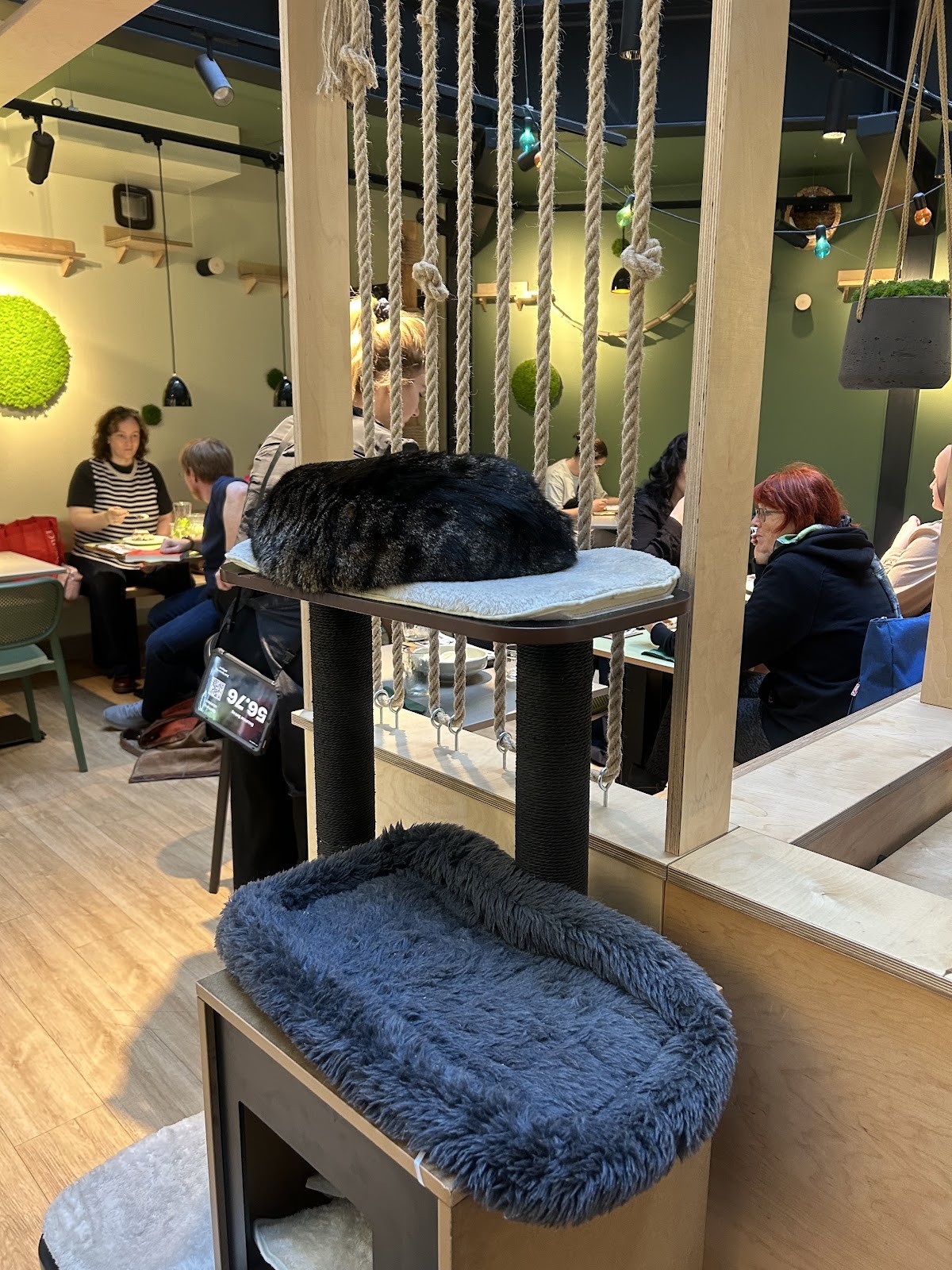 Katzentempel Berlin Mitte: the place