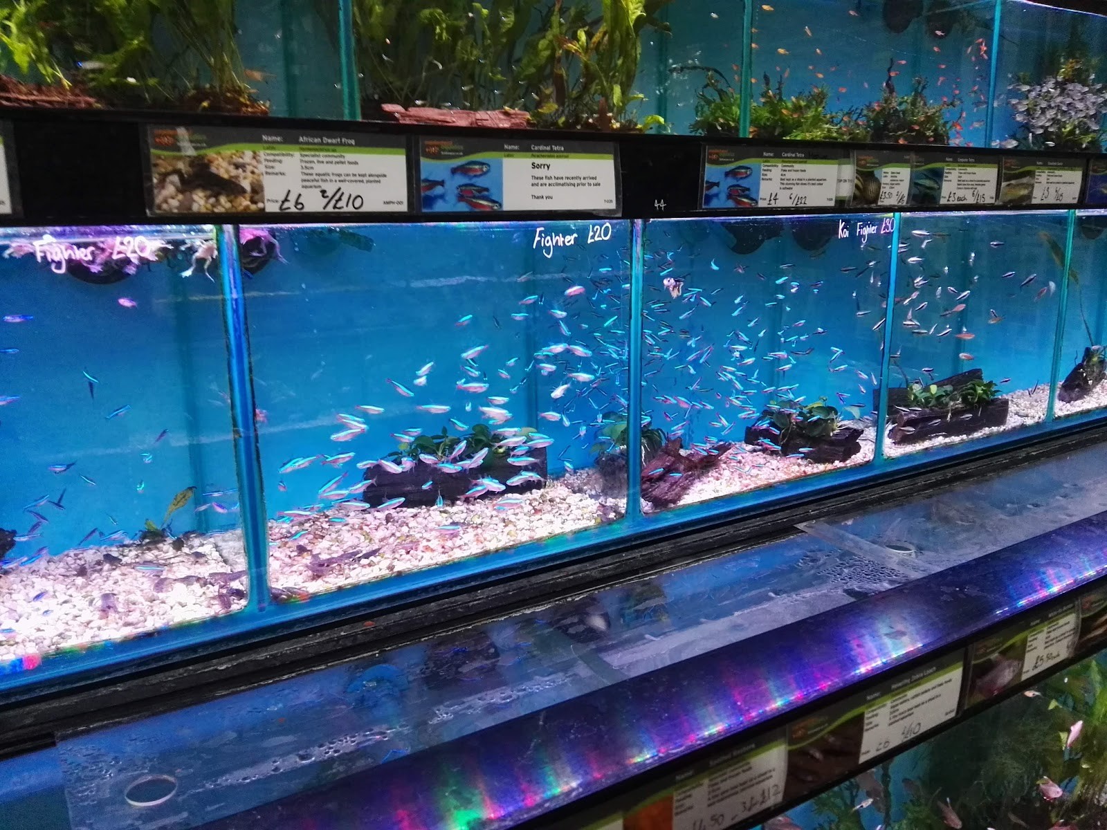 Dobbies Garden Centre Brighton: the place