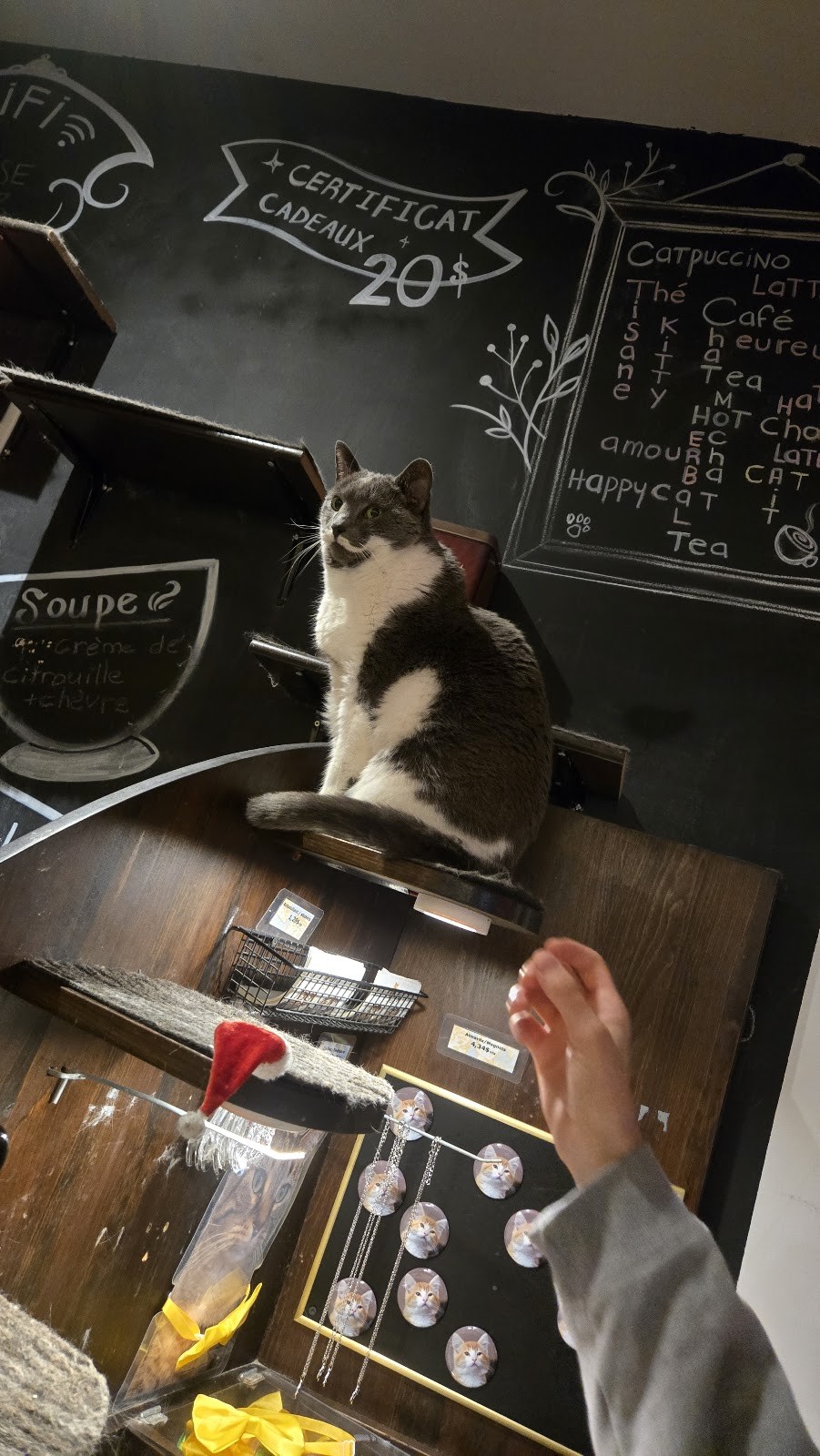 Happy Cat Cafe: the place