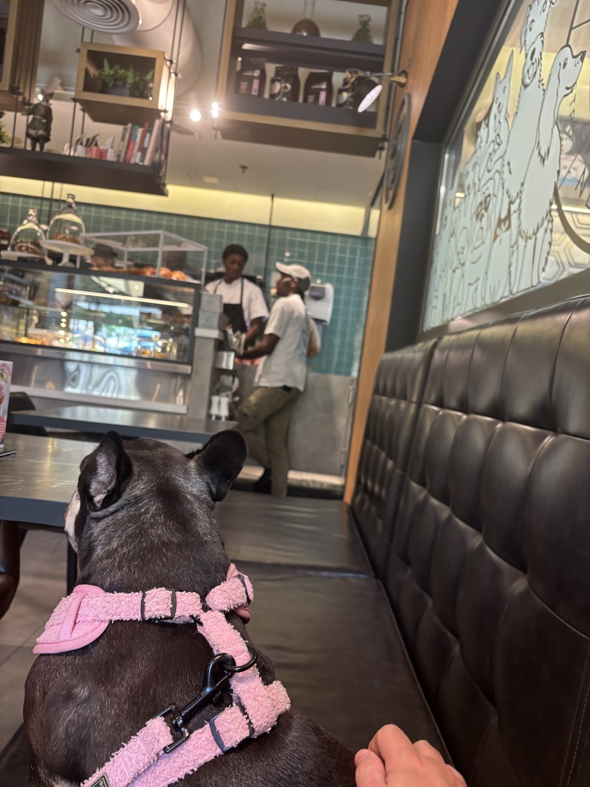 Pawdy Neighbors AL MANZIL: the place