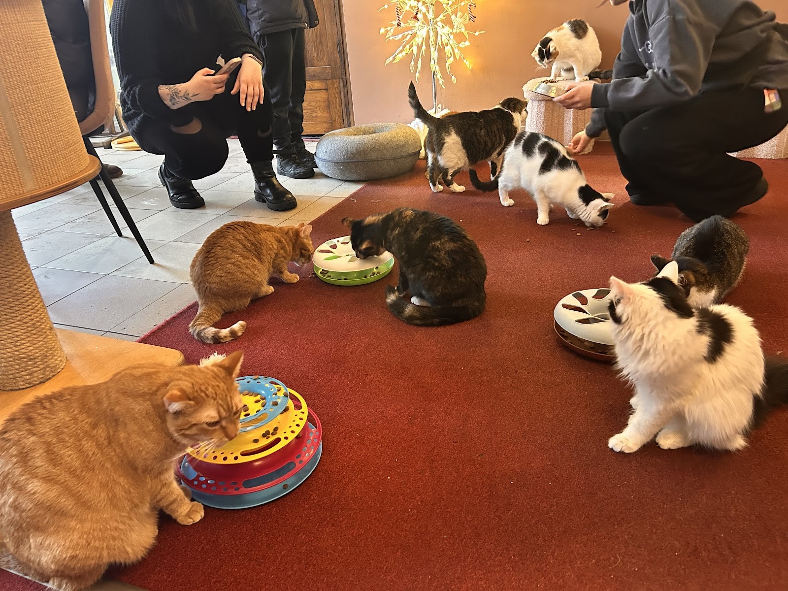 Cat Café Kociarnia: the place