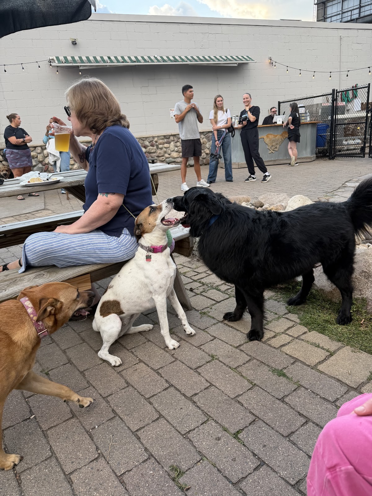 Unleashed Hounds and Hops: the place
