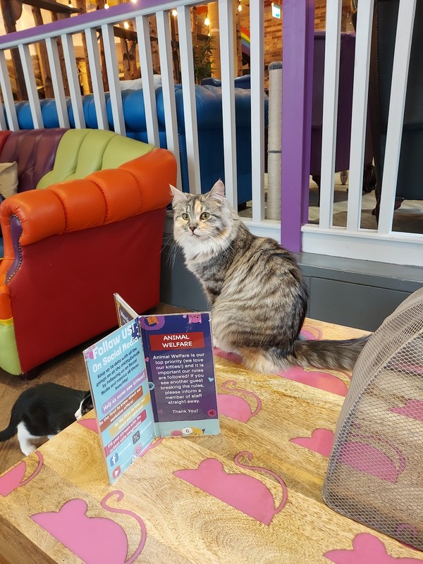 Kitty Cafe: photo