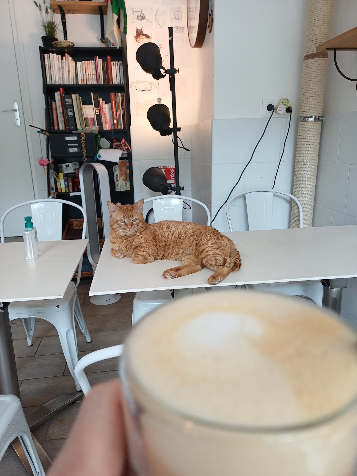Le Chat-Rivari Café: the place