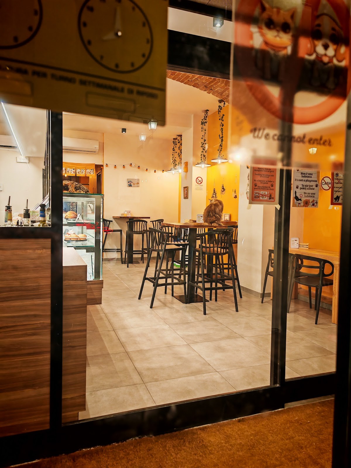 Cat Café Firenze: the place