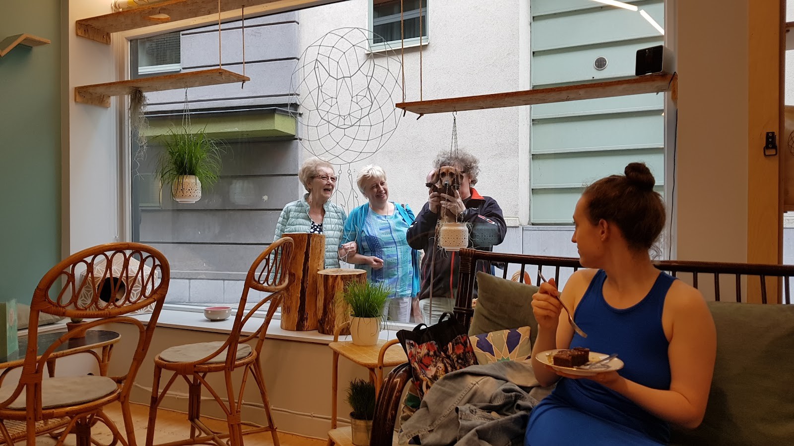 DreamCATchers - Cat adoption and information point: the place