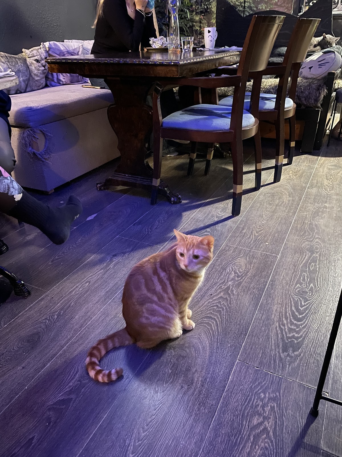 Helkatti Cat Cafe: the place