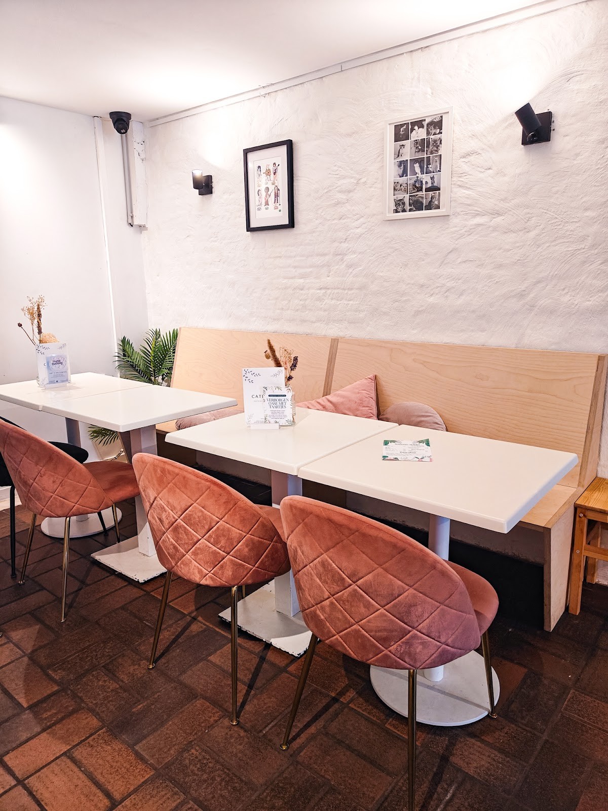 Catberry: the place