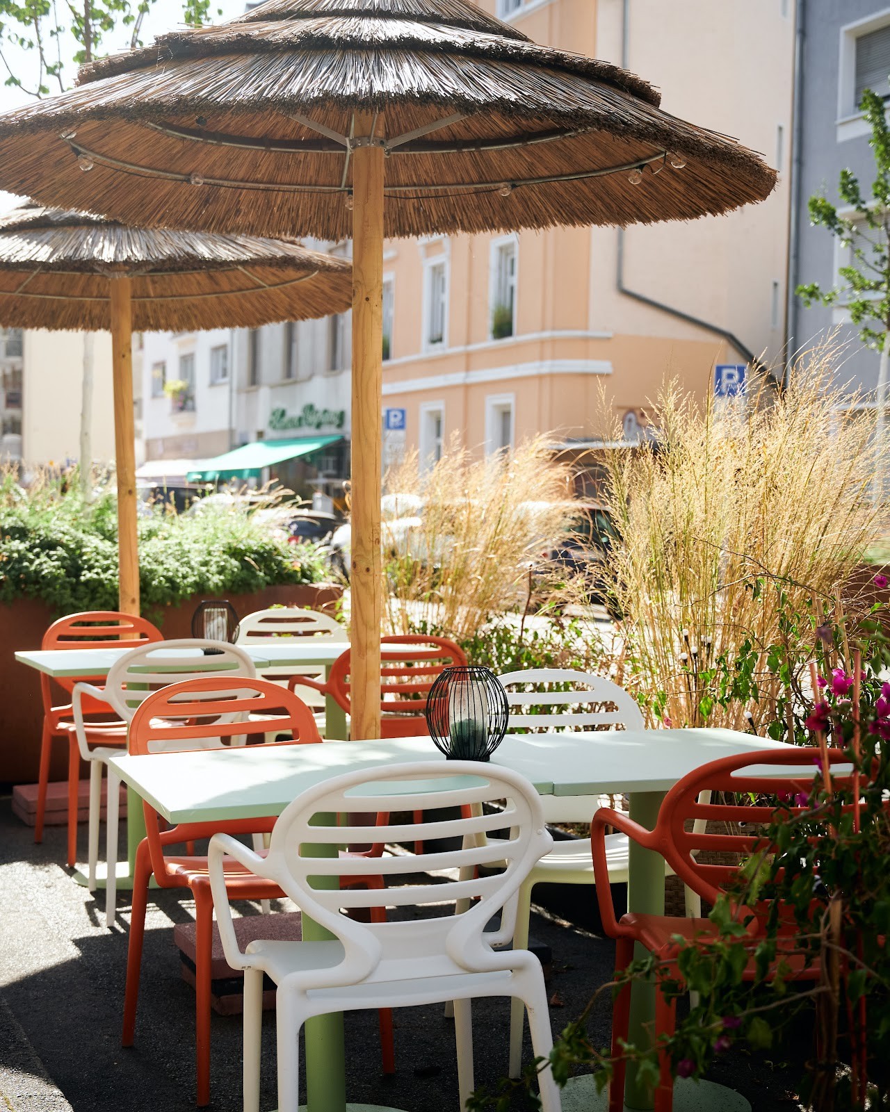 African Violet: the place