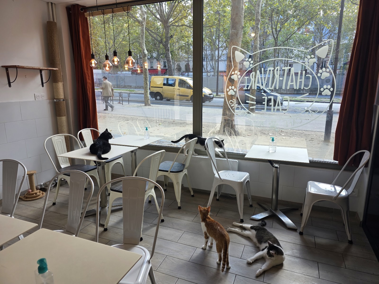 Le Chat-Rivari Café: the place