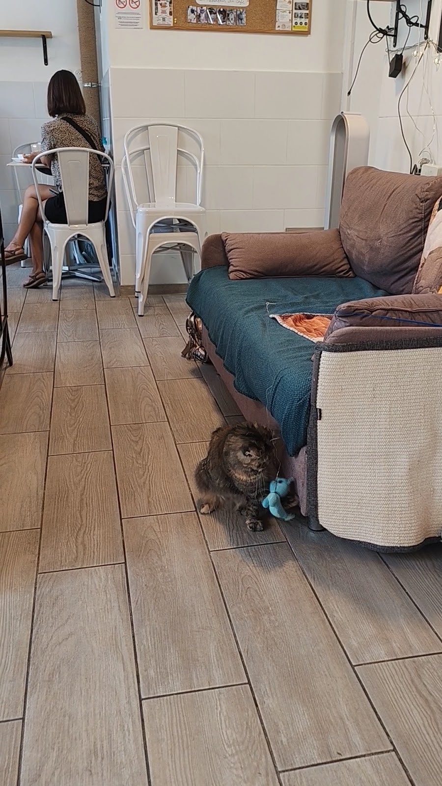 Le Chat-Rivari Café: the place