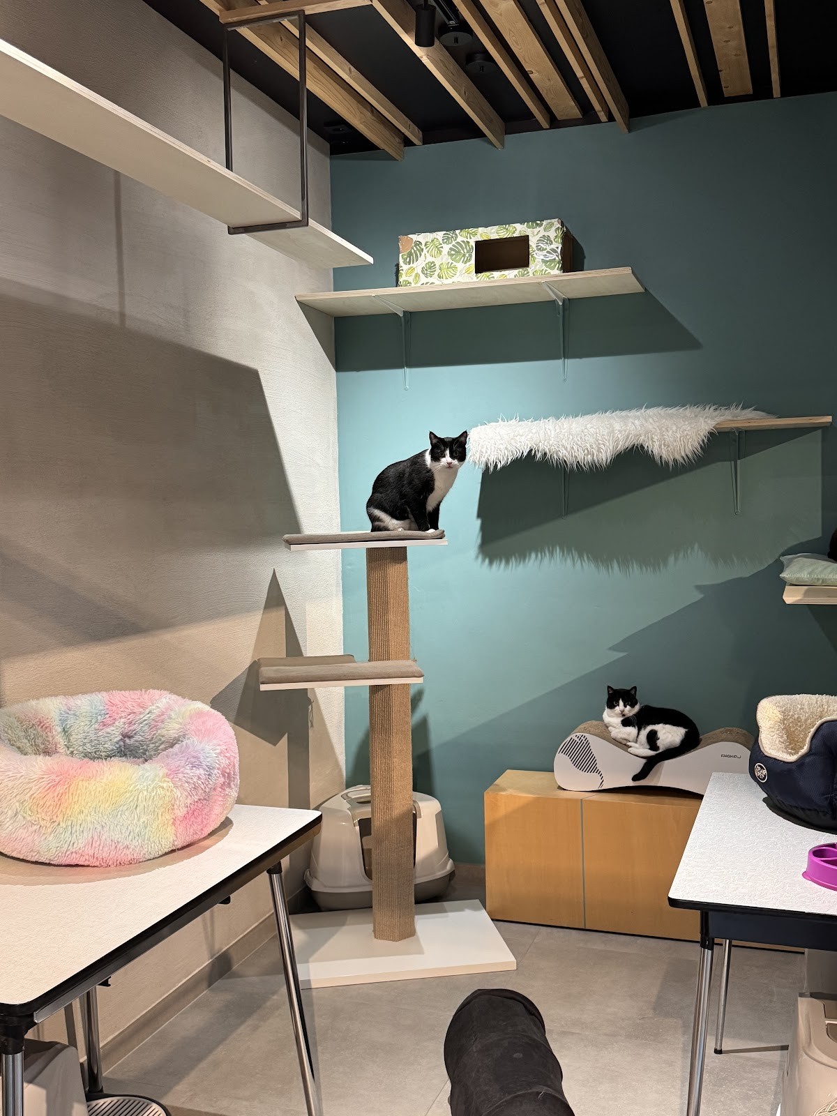 DreamCATchers - Cat adoption and information point: the place