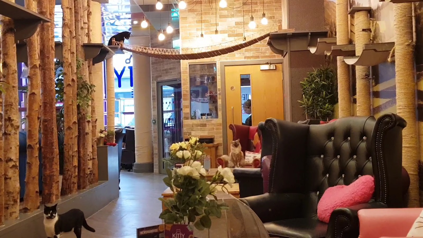 Kitty Cafe: the place