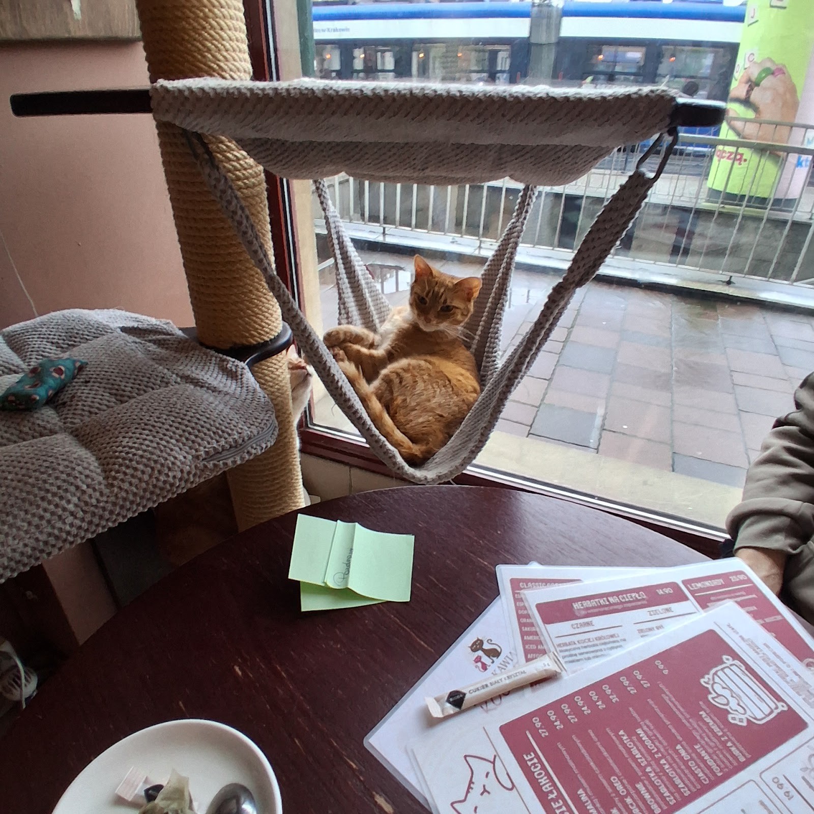 Cat Café Kociarnia: the place