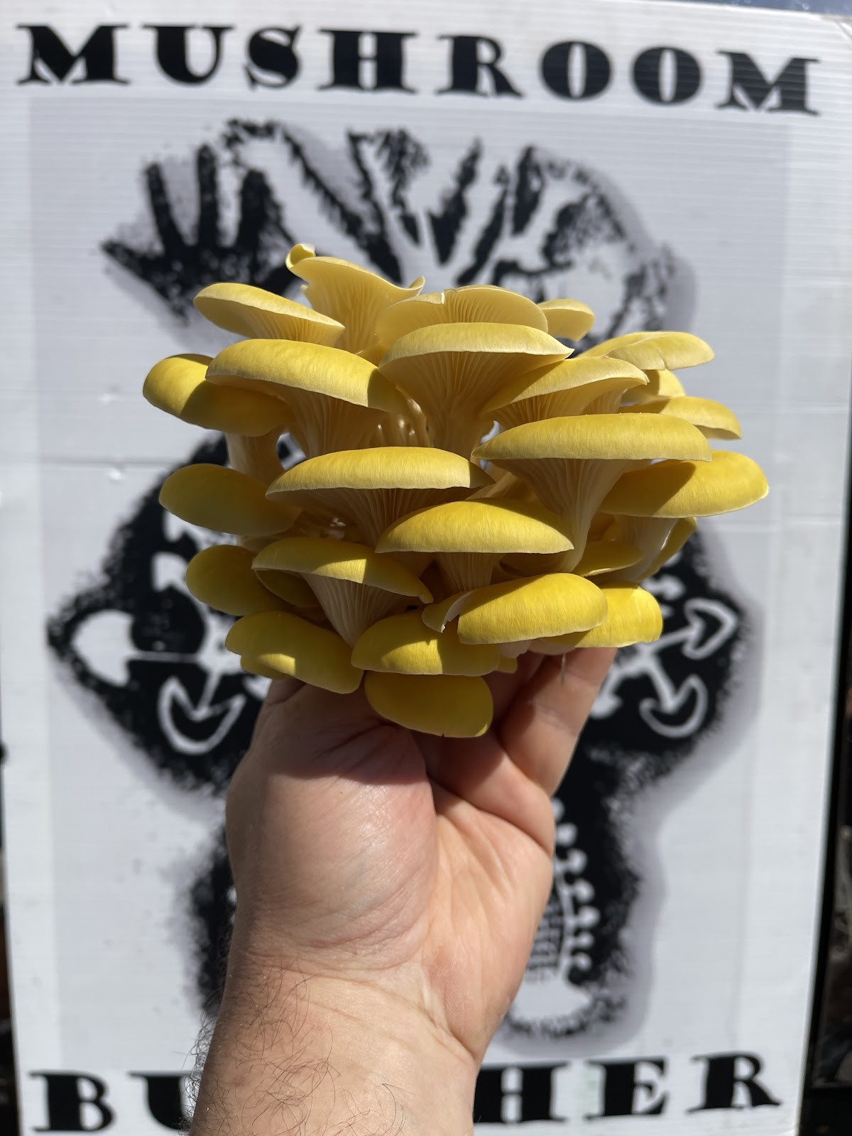 Mushroom Butcher: food & drinks